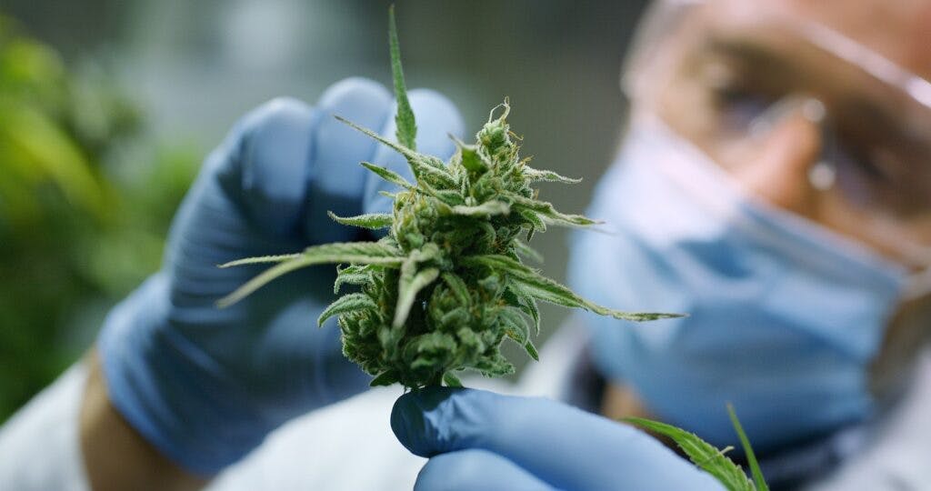 Portrait of scientist with mask, glasses and gloves checking hemp