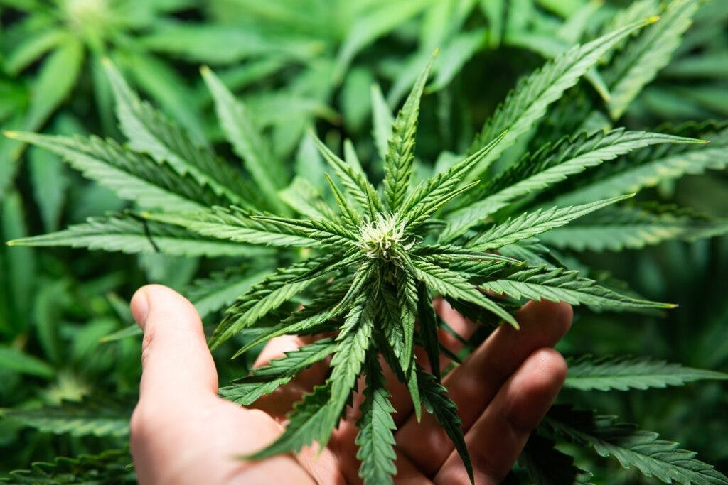 Cannabis growing in the grow tent