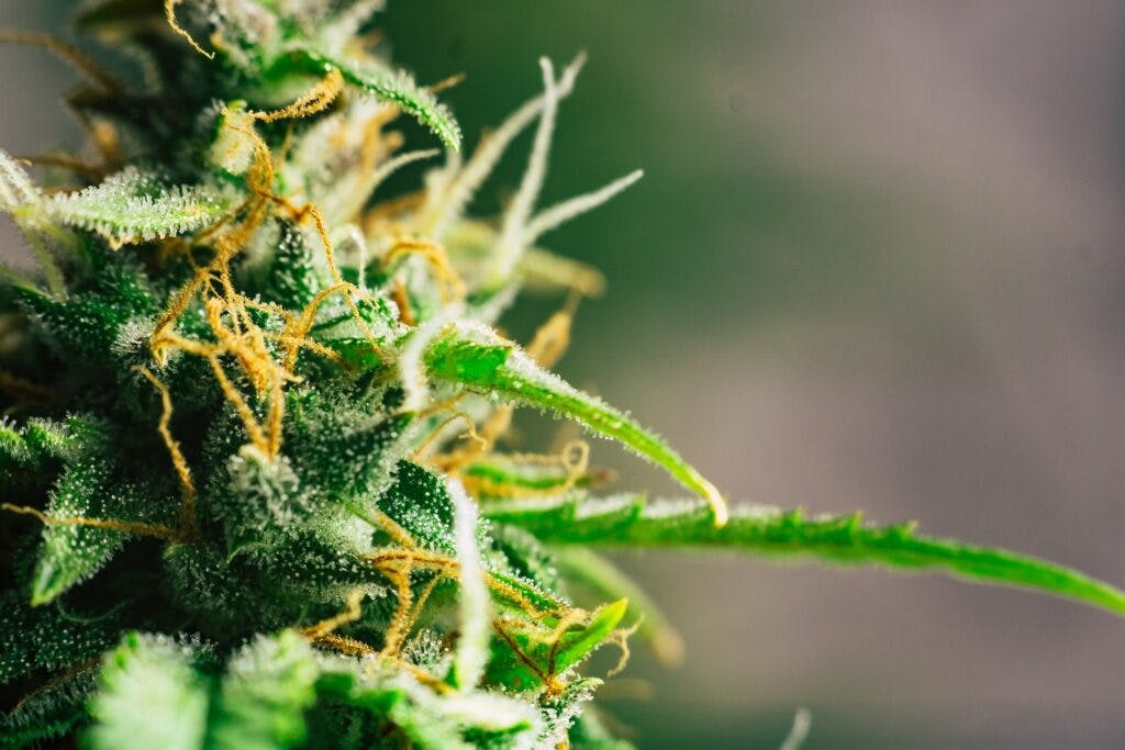 Close up of a cannabis plant